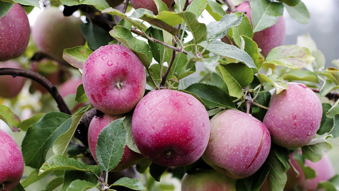 Apple tree. Tambov region