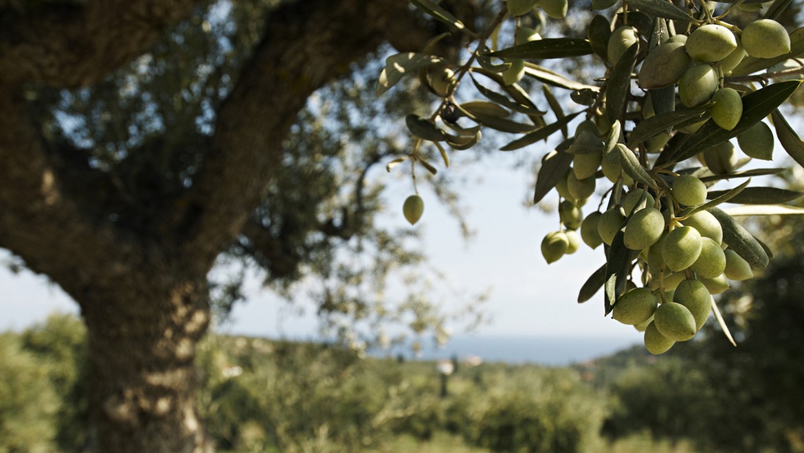 European olive. Republic of Crimea