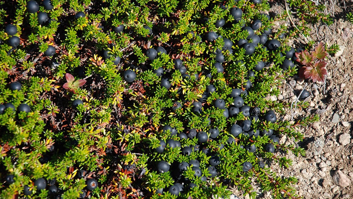 Crowberry. Chukotka Autonomous Area