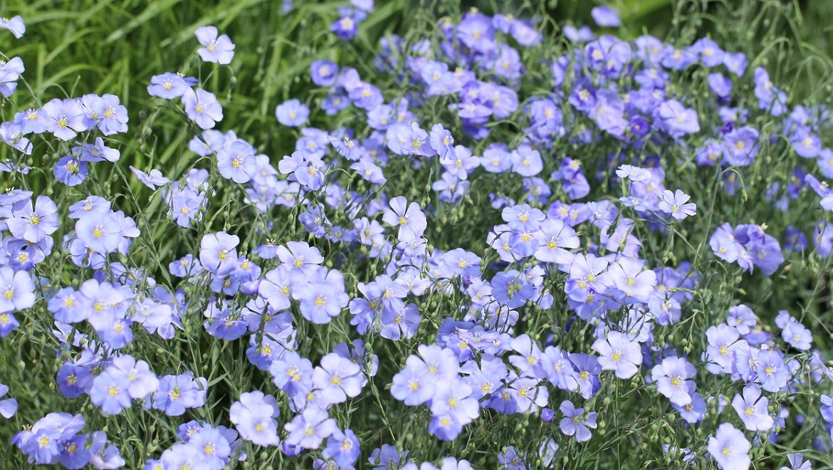 Flax. Smolensk region