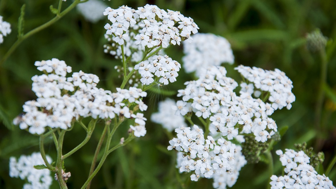 Common yarrow. Saratov region