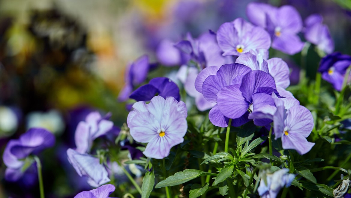 Viola Wittrockiana. Saint Petersburg