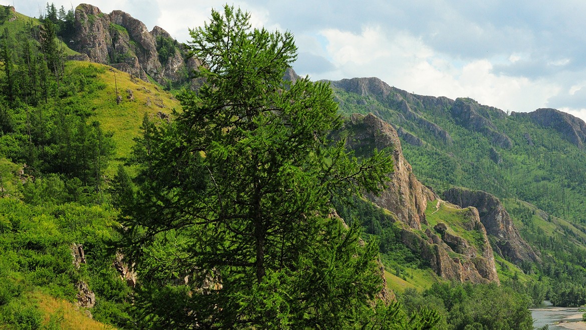Siberian pine. Tomsk region