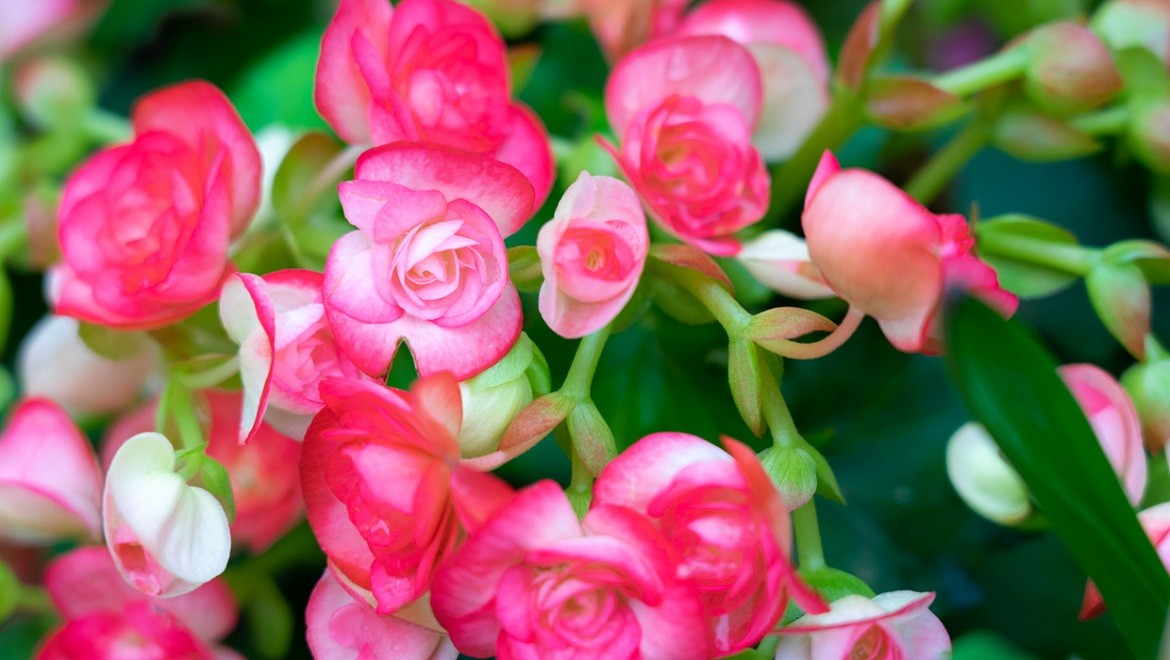Tuberous begonia. Tula region