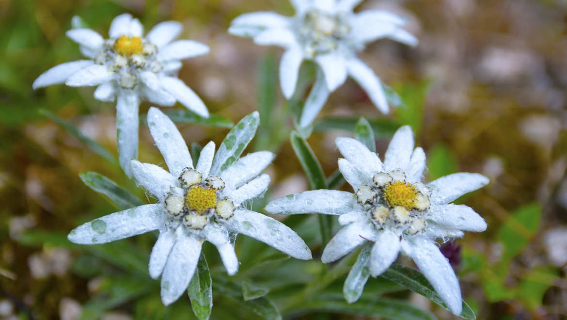 Edelweiss. Republic of Dagestan