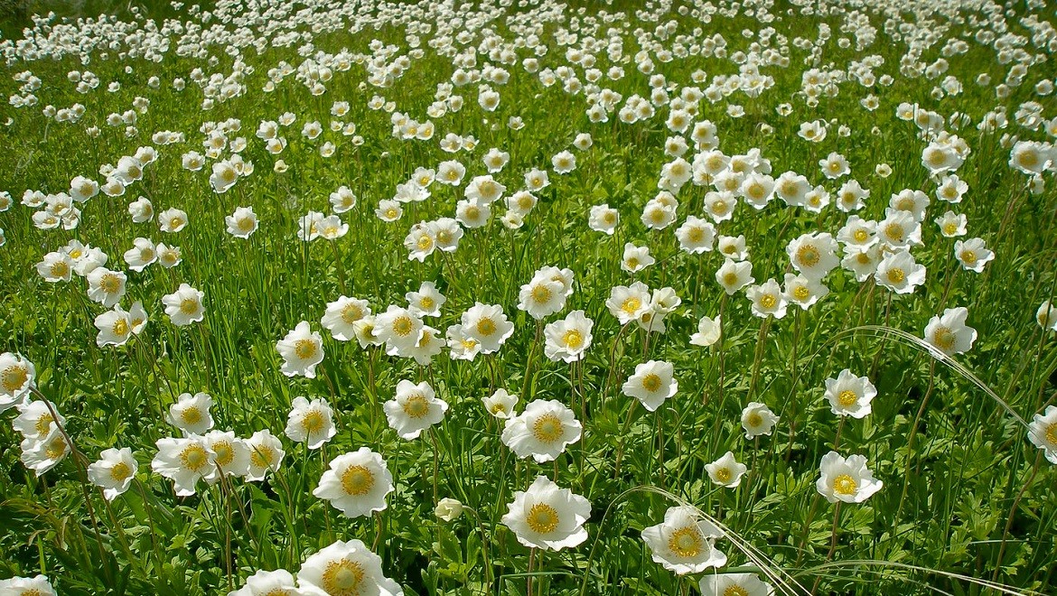 Snowdrop anemone. Orel region