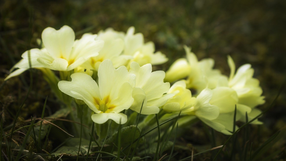 Cowslip primrose. Republic of North Ossetia
