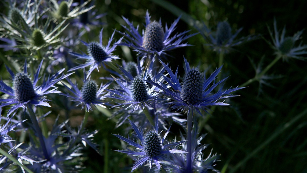 Sea holly. Kaliningrad region