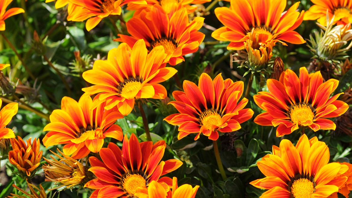 Gazania. Republic of Mari El