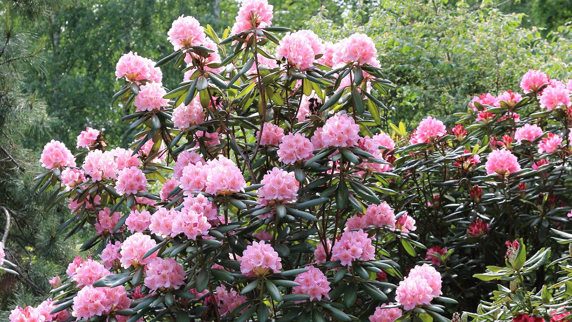 Adams' rhododendron. Irkutsk region
