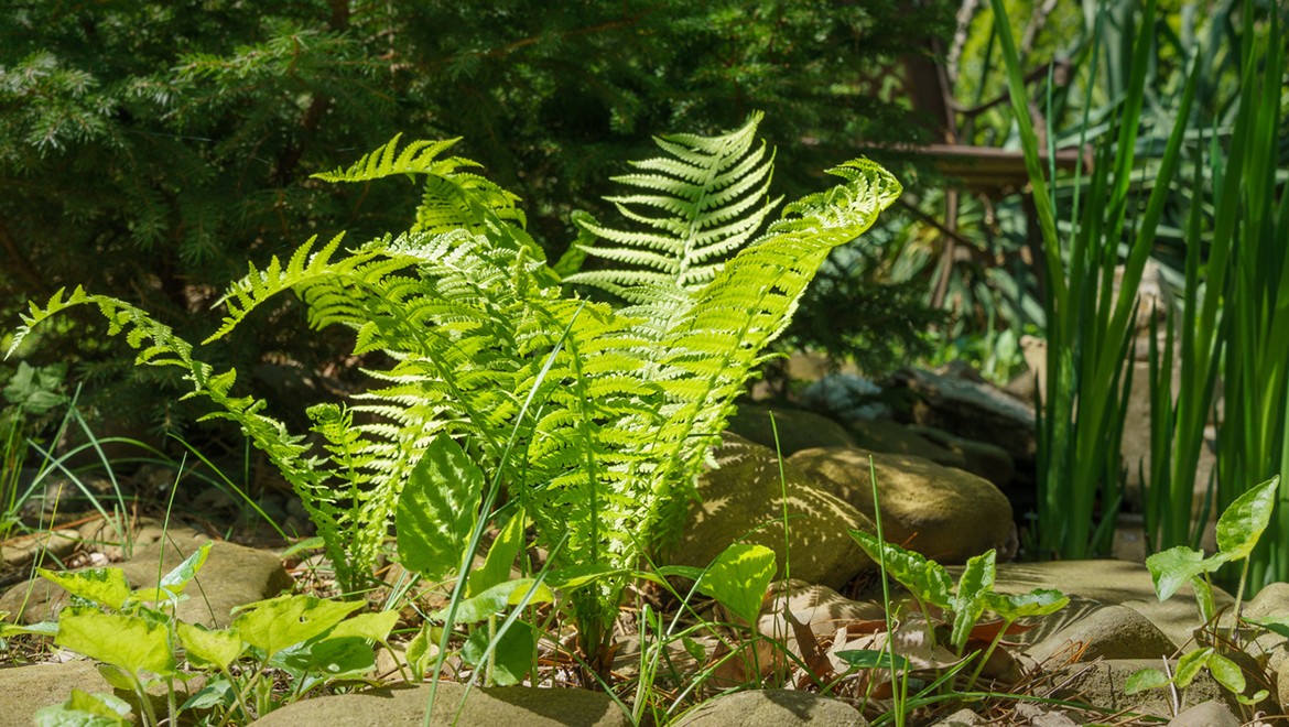 Fern, or Common Ostrich Fern. Kemerovo Region