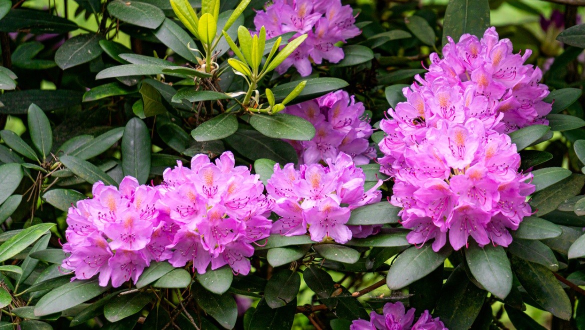 Pontic rhododendron - an ancient ornament of the Adygea land