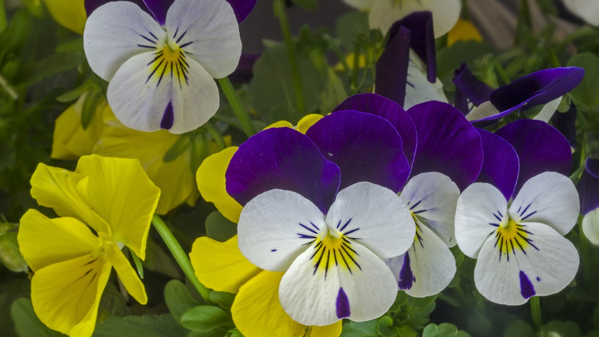 Pansies. Bryansk region