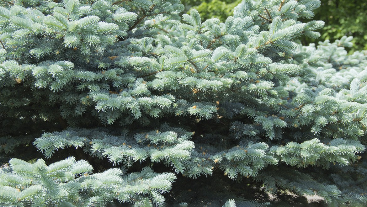 Blue spruce. Kabardino-Balkaria