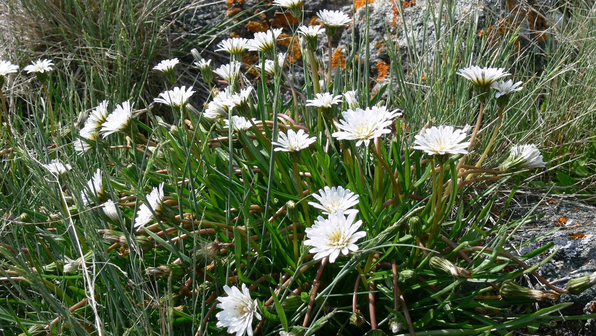 Taraxacum leucoglossum dandelion. Murmansk region