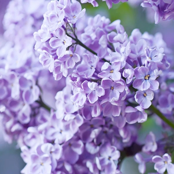 Lilacs. Belgorod region