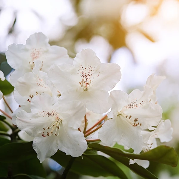 Caucasian rhododendron. Karachay-Cherkess Republic