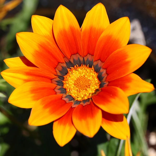 Gazania. Republic of Mari El