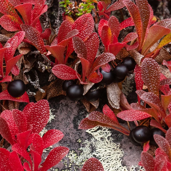 Alpine Bearberry. Kamchatka Region