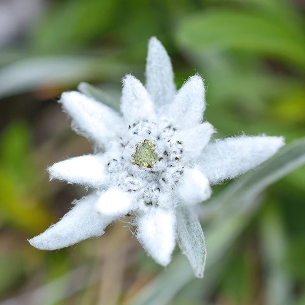 Edelweiss. Republic of Dagestan
