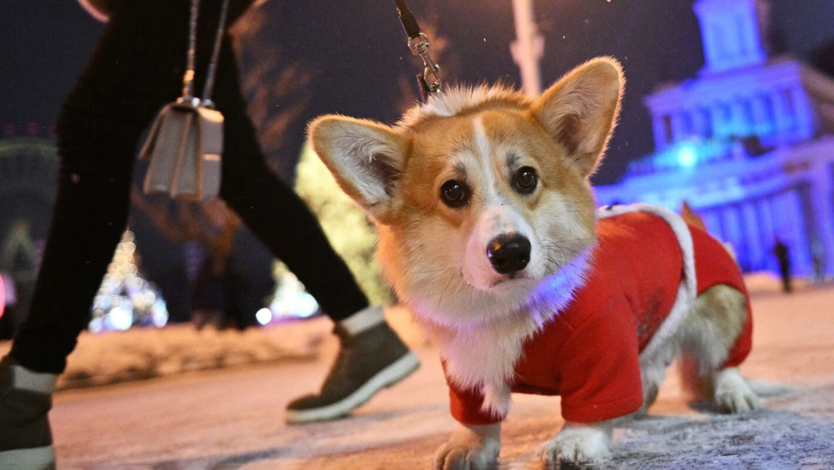 How to make lollipops and become friends with a dog: Interesting things to learn at VDNH