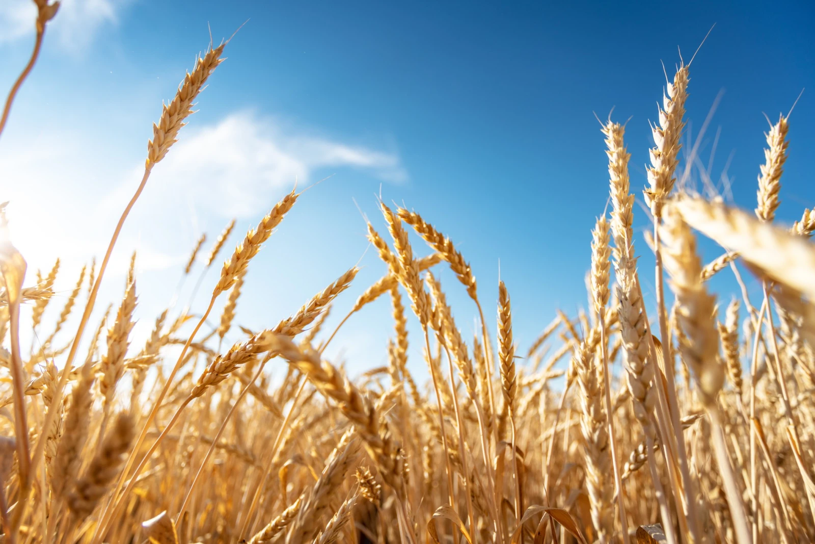 New varieties of wheat have been developed in Russia