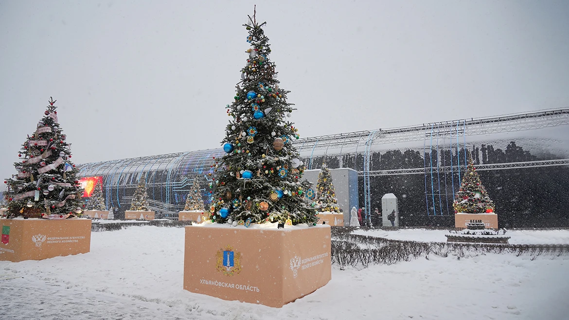 Ulyanovsk region Christmas tree: snowflakes made of vines and the heritage of the ancient sea