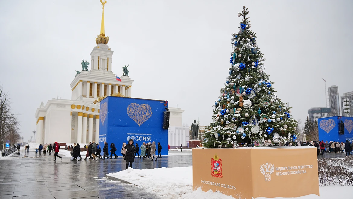 Christmas tree of the Moscow region: legends of the olden days and imperial porcelain