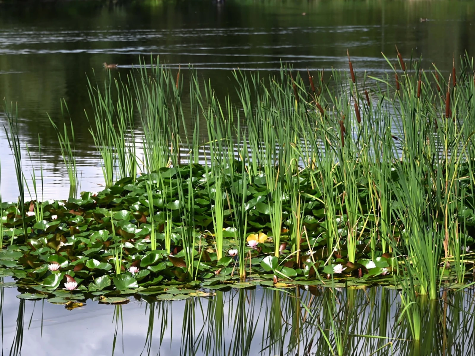 Astrakhan cattail products will be&nbsp;shown at&nbsp;the RUSSIA EXPO