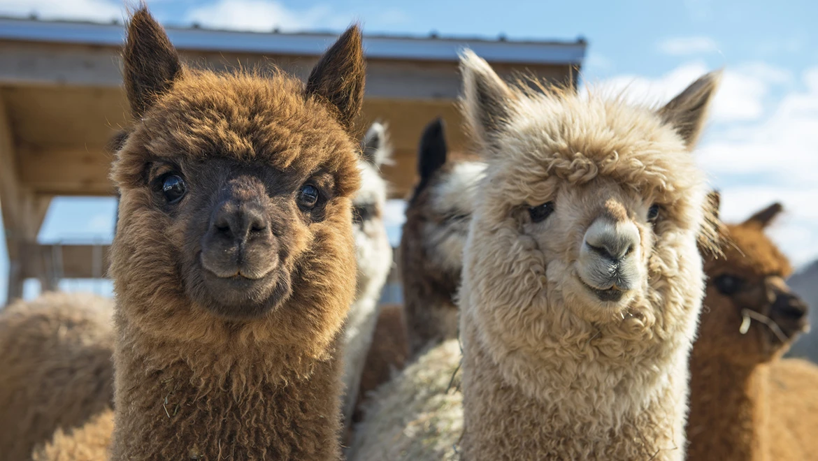 Pet an alpaca and eat delicious food: Interesting things to do on a tour to Novo-Prostokvashino