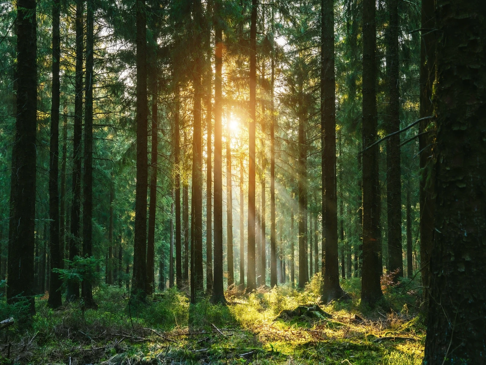Neural network foresters may become the best achievement of Primorye region