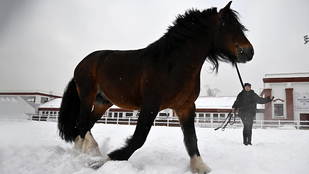 Handsome all-rounder — the Vladimir heavyweight has come to the RUSSIA EXPO