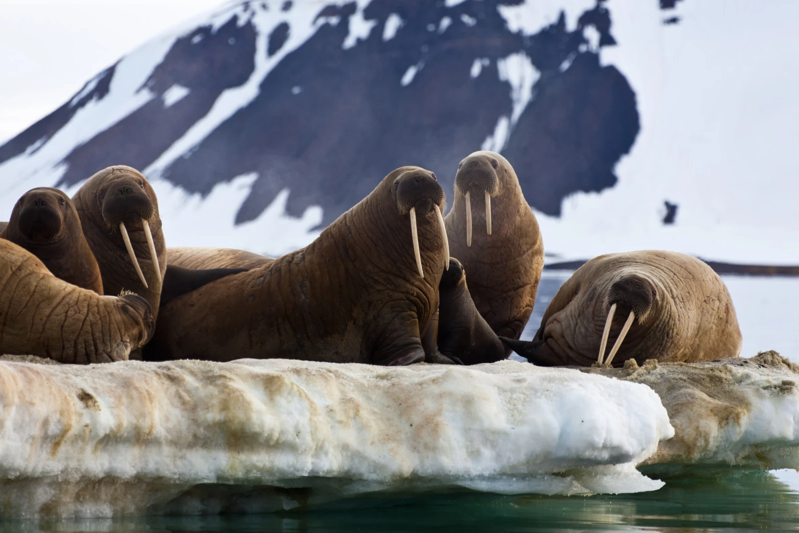 Unique nature of the Vodlozersky and Russian Arctic national parks will be presented at the RUSSIA EXPO