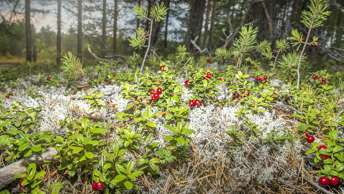 Berries and pine: Karelia presented its signature fragrance at the RUSSIA EXPO