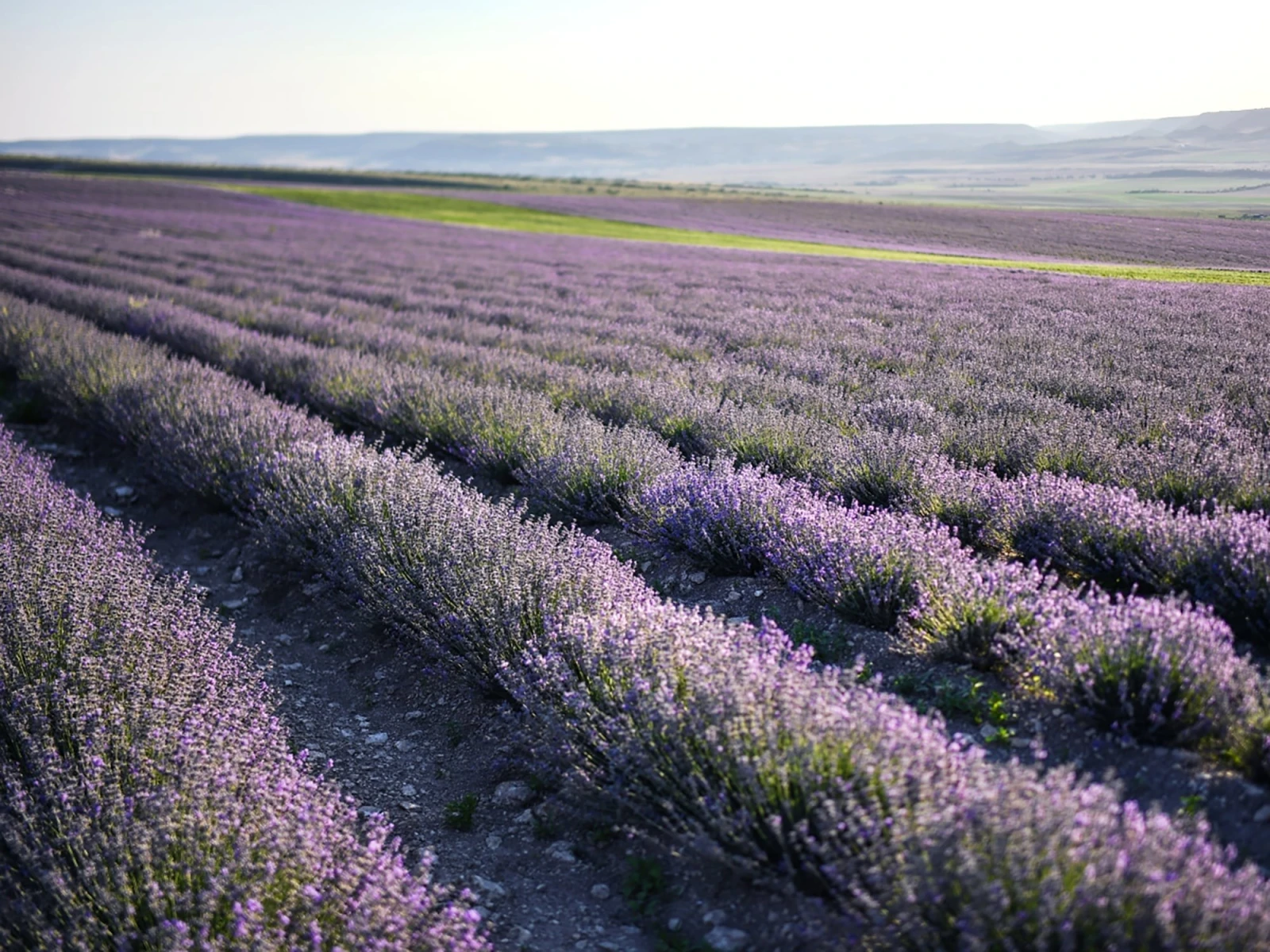 Crimea&rsquo;s stand at&nbsp;the RUSSIA EXPO will be&nbsp;surrounded by&nbsp;fragrances