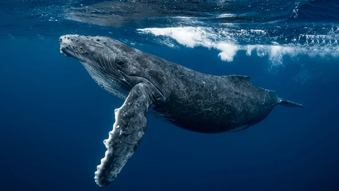 Documentary about whales, Italian short film, fairy tales for children and comedy for adults